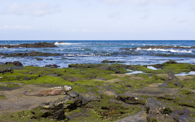 Marine Iguana On Shore